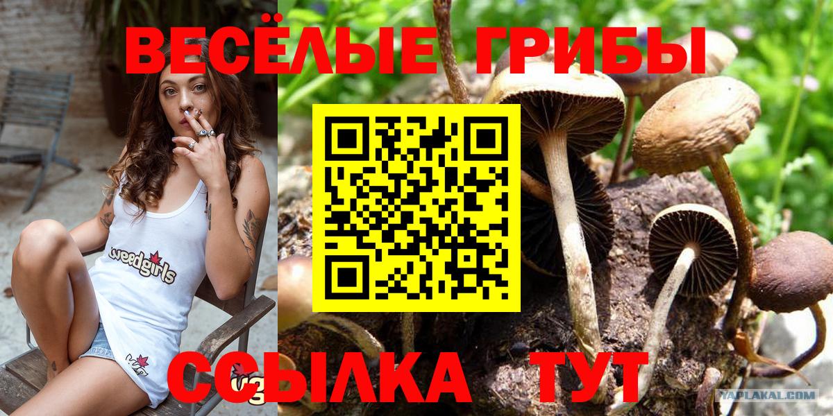 Псилоцибиновые грибы мицелий  Псилоцибиновые грибы мицелий  Городец  Вход с VPN 